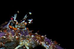 Lobster on night dive, Grand Cayman. Sea and Sea DX5000. by David Heidemann 